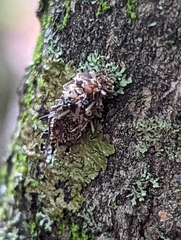 Phaeophyscia pusilloides