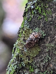 Phaeophyscia pusilloides