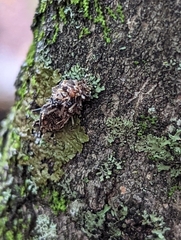 Phaeophyscia pusilloides