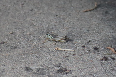 Melanoplini