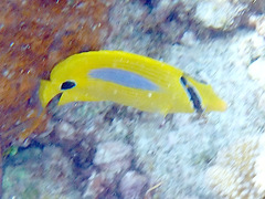 Chaetodon plebeius