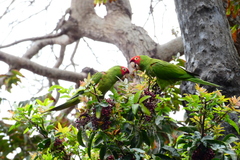 Psittacara erythrogenys