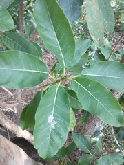 Ficus luschnathiana
