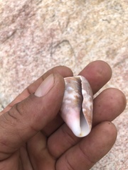 Conus purpurascens