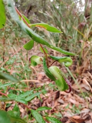 Grevillea mucronulata