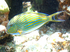 Acanthurus lineatus