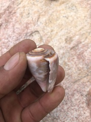 Conus purpurascens