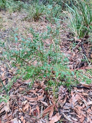 Grevillea mucronulata