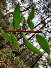 Grevillea mucronulata