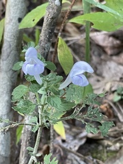 Scutellaria