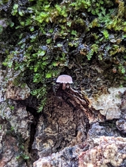 Mycena meliigena