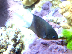 Pycnochromis margaritifer