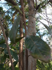Psidium