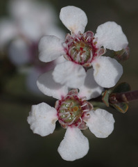Leptospermum erubescens
