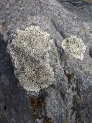 Xanthoparmelia cumberlandia