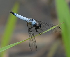 Aethriamanta gracilis