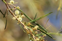 Acacia estrophiolata
