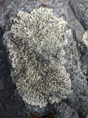 Xanthoparmelia cumberlandia
