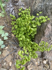 Adiantum chilense