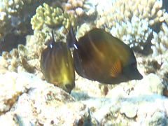 Zebrasoma scopas