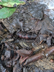 Anisota virginiensis