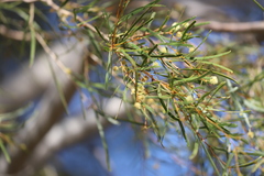 Acacia estrophiolata