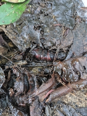 Anisota virginiensis