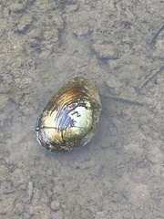 Unionidae