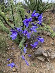 Pasithea caerulea