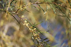 Acacia estrophiolata
