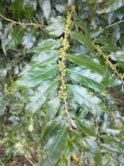 Casearia sylvestris