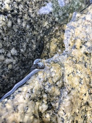 Echinolittorina aspera