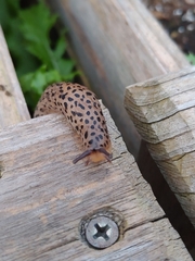Limax maximus