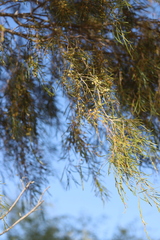 Acacia estrophiolata