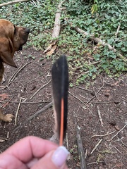 Colaptes auratus cafer