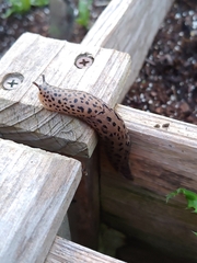 Limax maximus