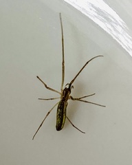 Tetragnatha extensa