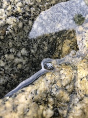 Echinolittorina aspera