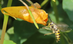 Vespula