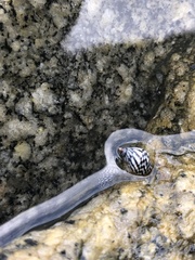 Echinolittorina aspera