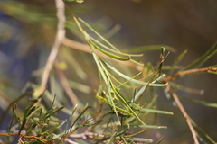 Acacia estrophiolata