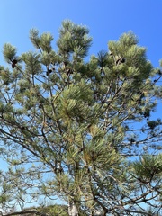 Pinus torreyana