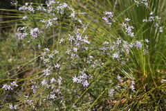 Philotheca salsolifolia