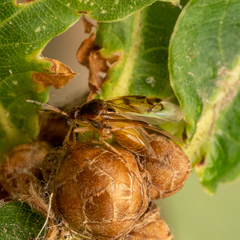 Deraeocoris lutescens