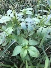 Acalypha
