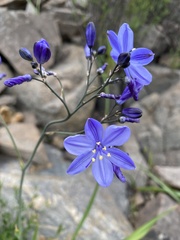 Pasithea caerulea