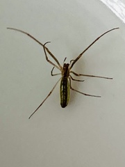 Tetragnatha extensa