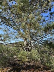 Pinus torreyana