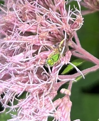 Agapostemon sericeus