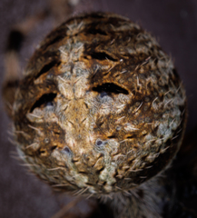 Neoscona domiciliorum